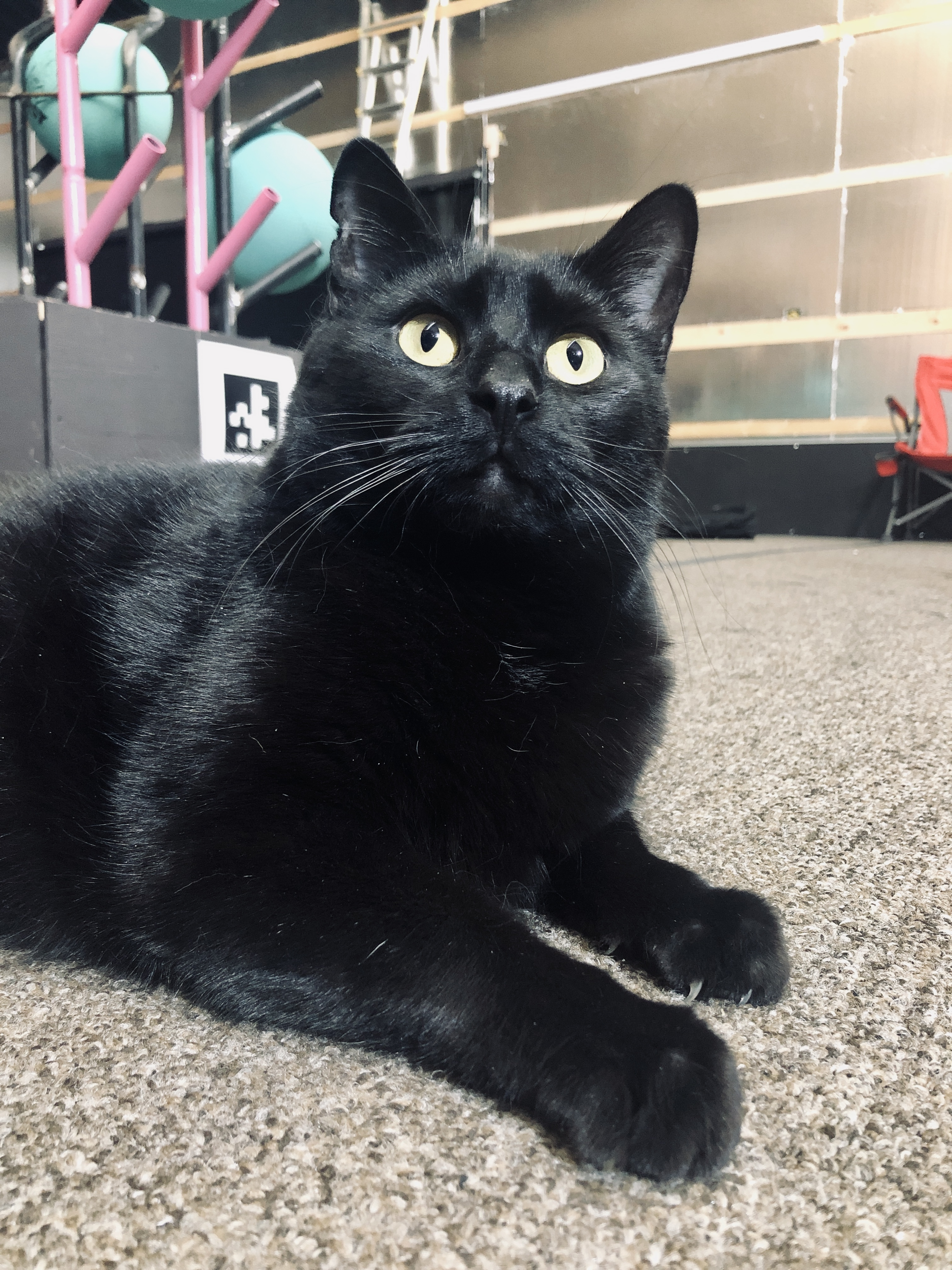 Bean sitting