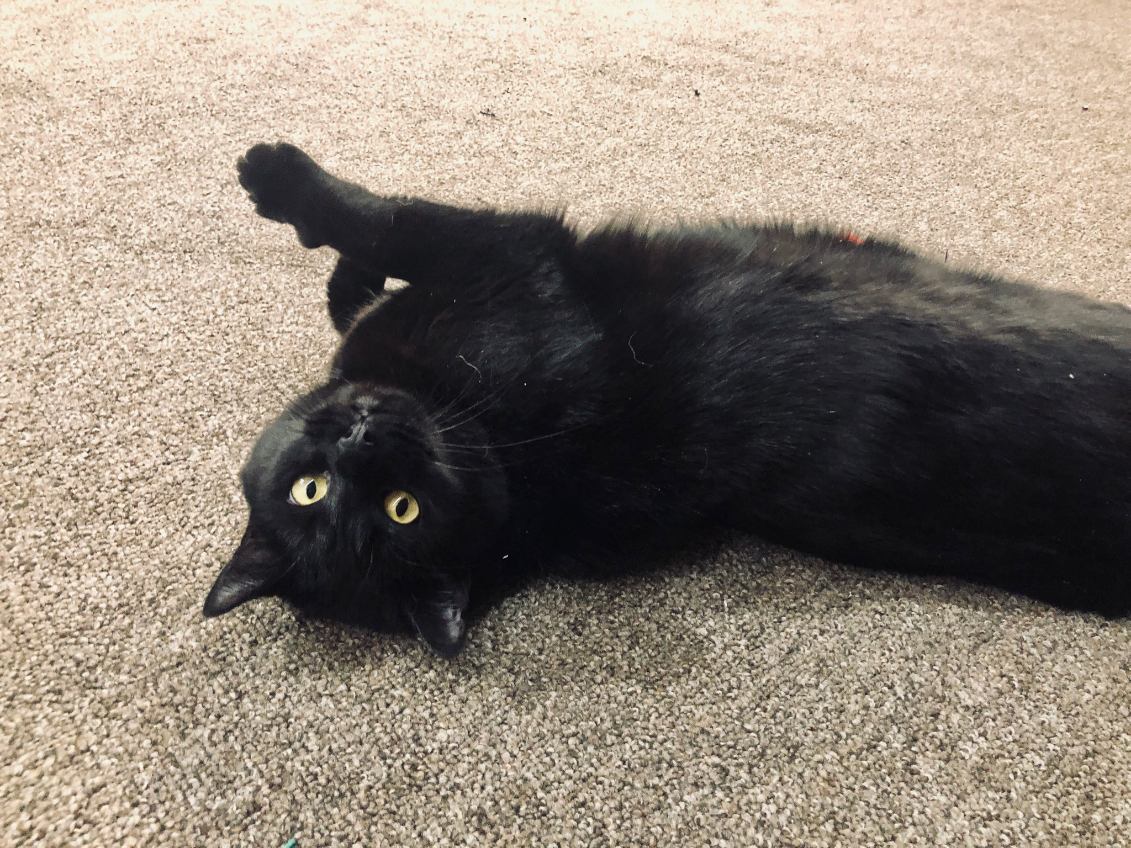 Bean rolling