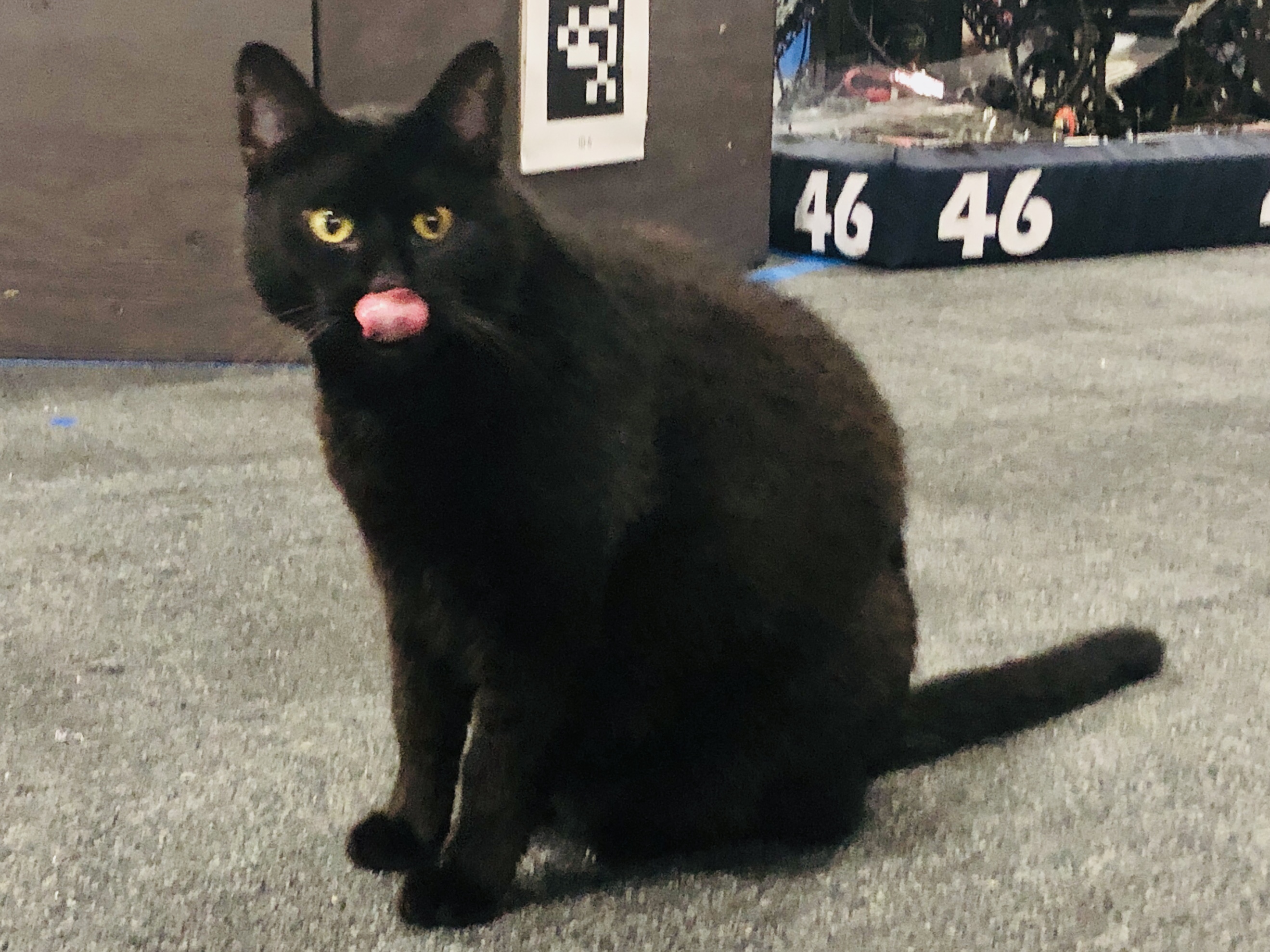 Bean with tongue out