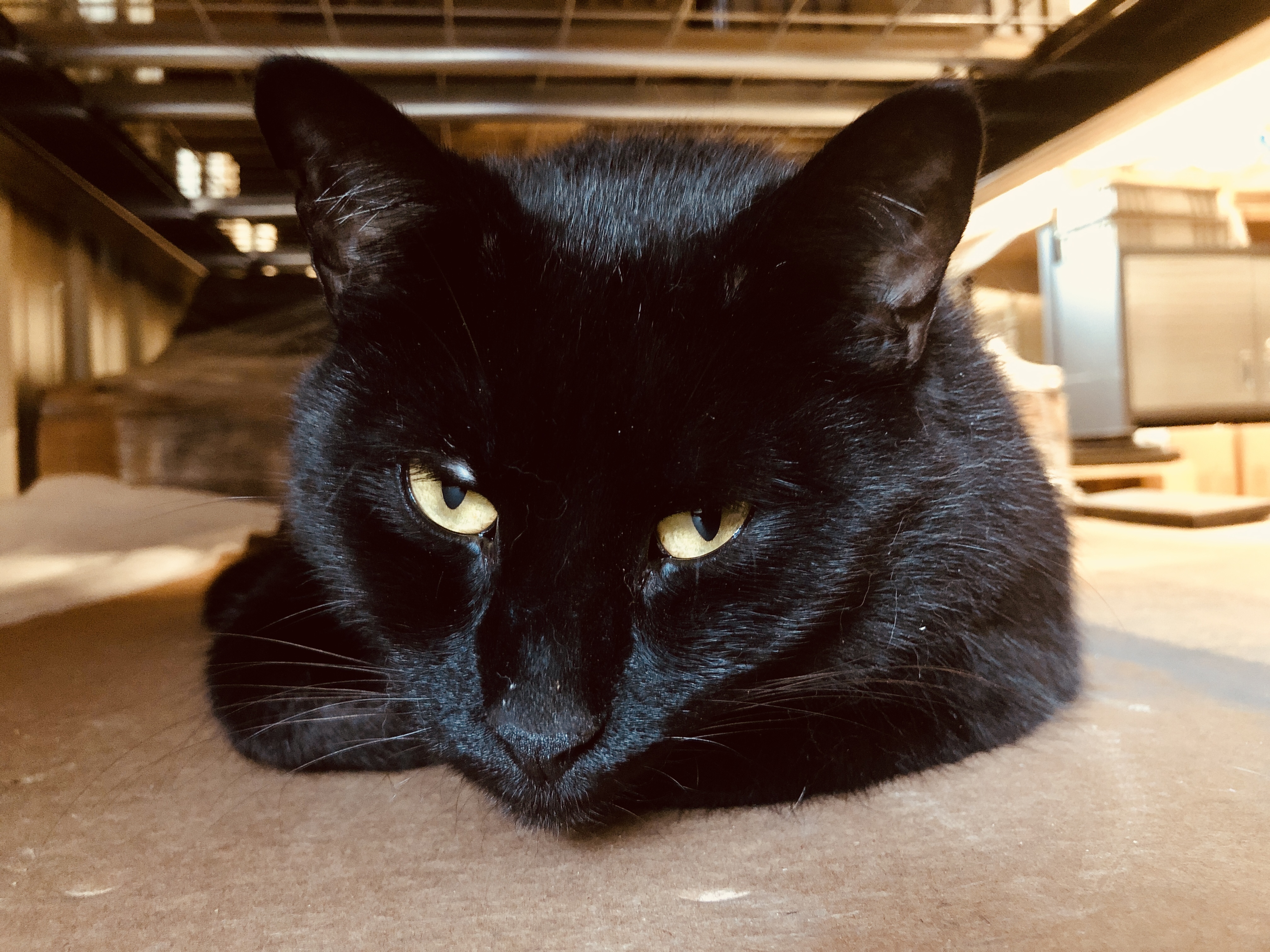 Bean chilling on the shelves