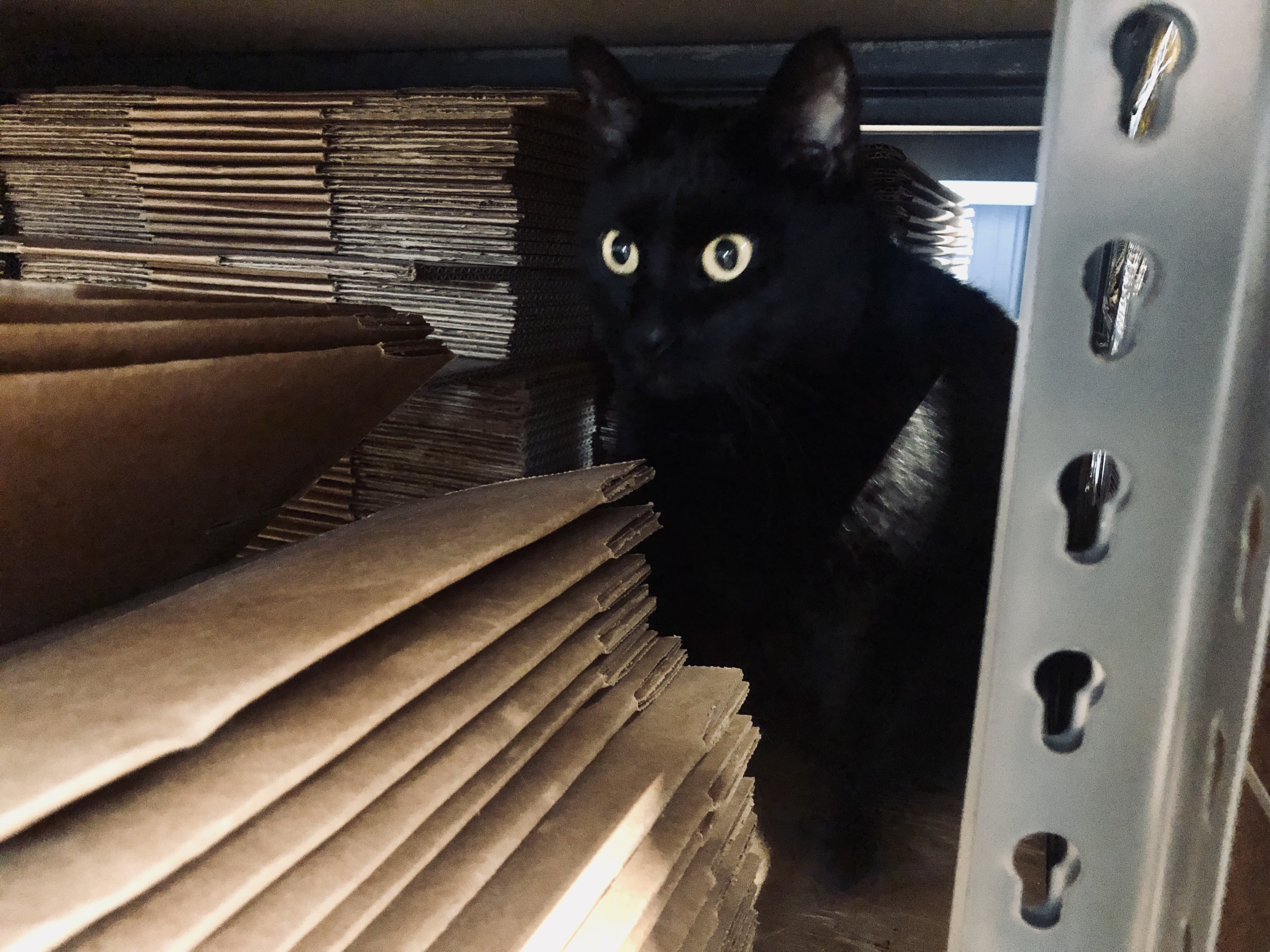 Bean on the box shelf