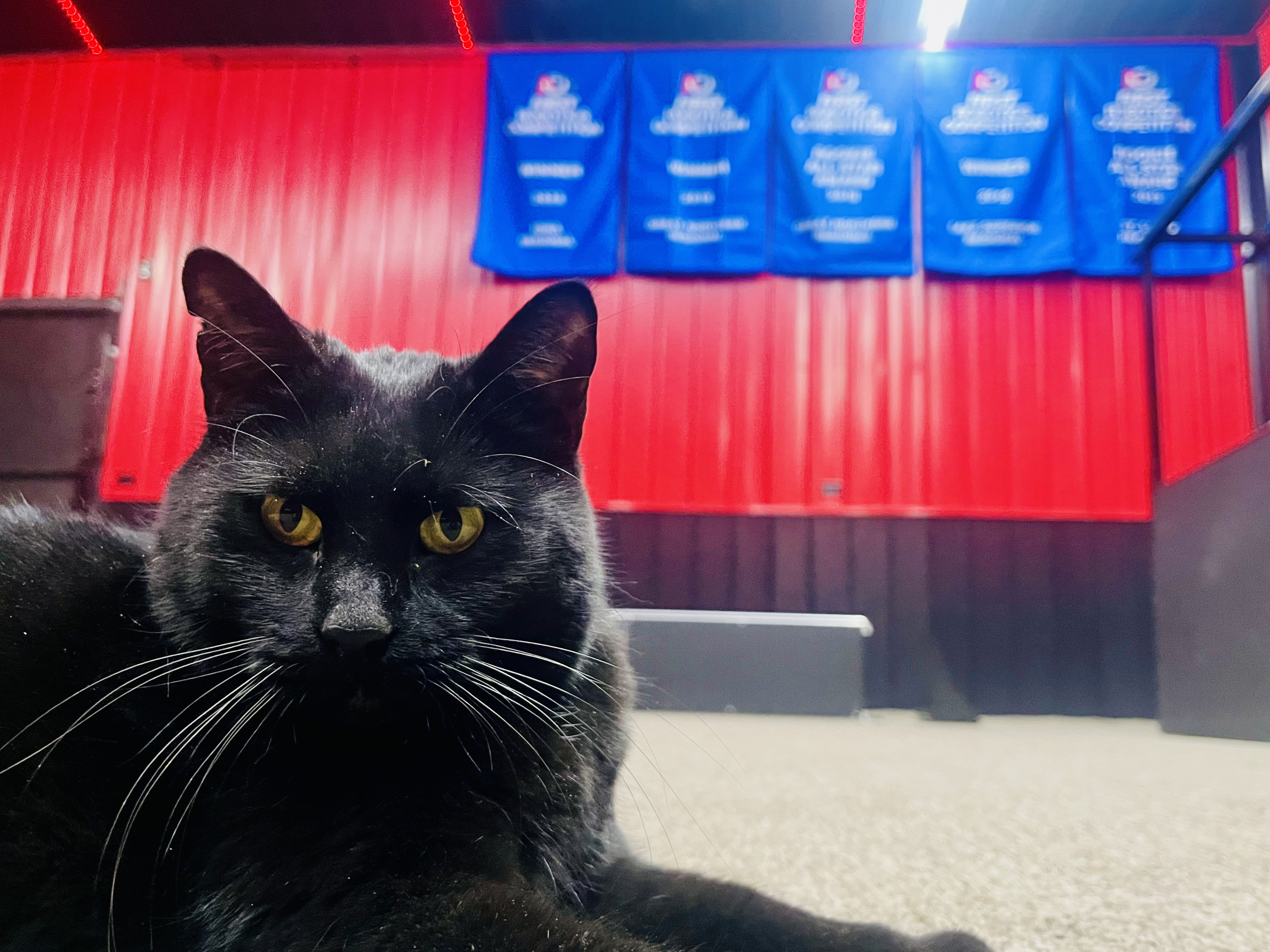 Bean with banner background