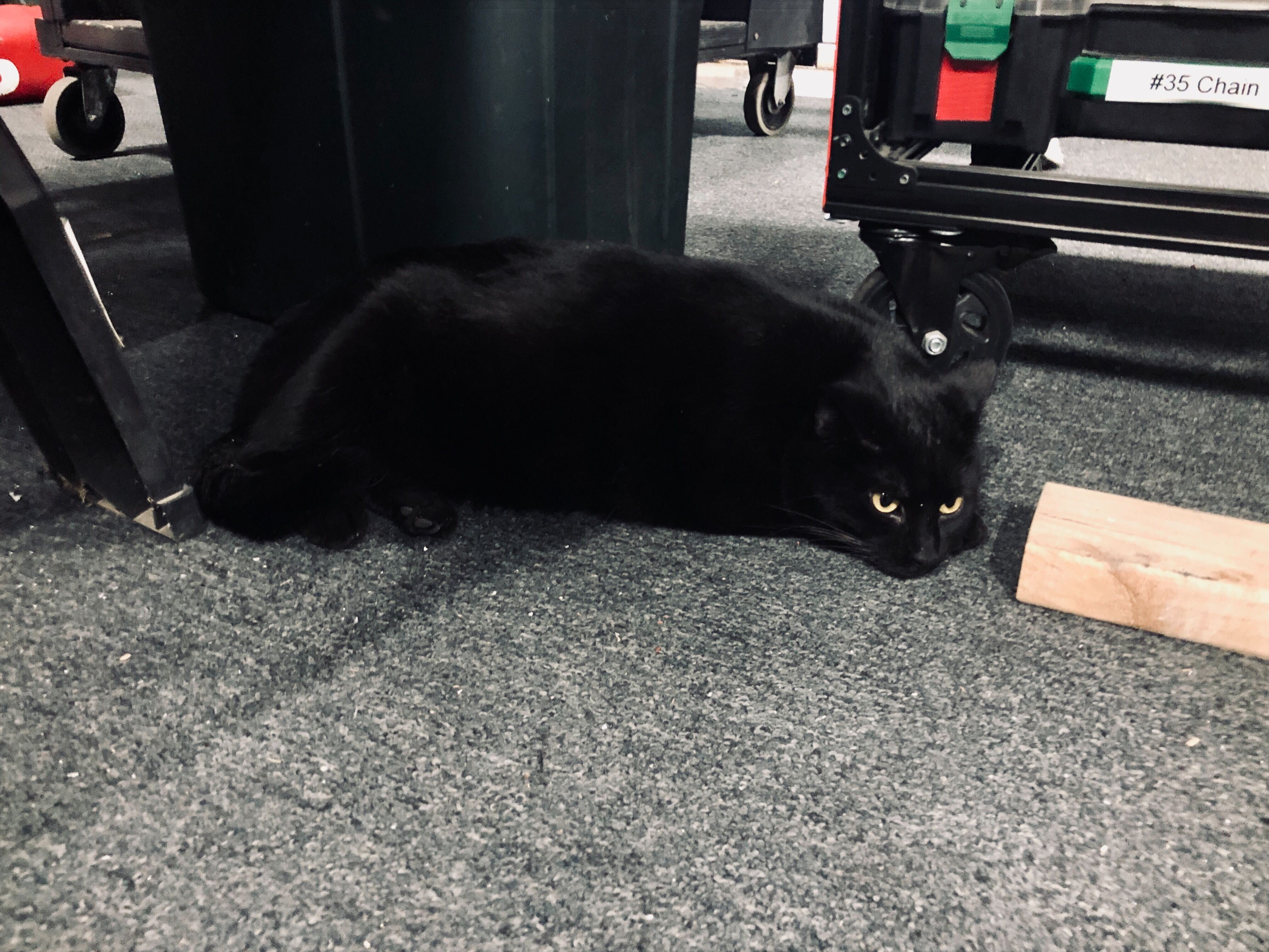 Bean resting