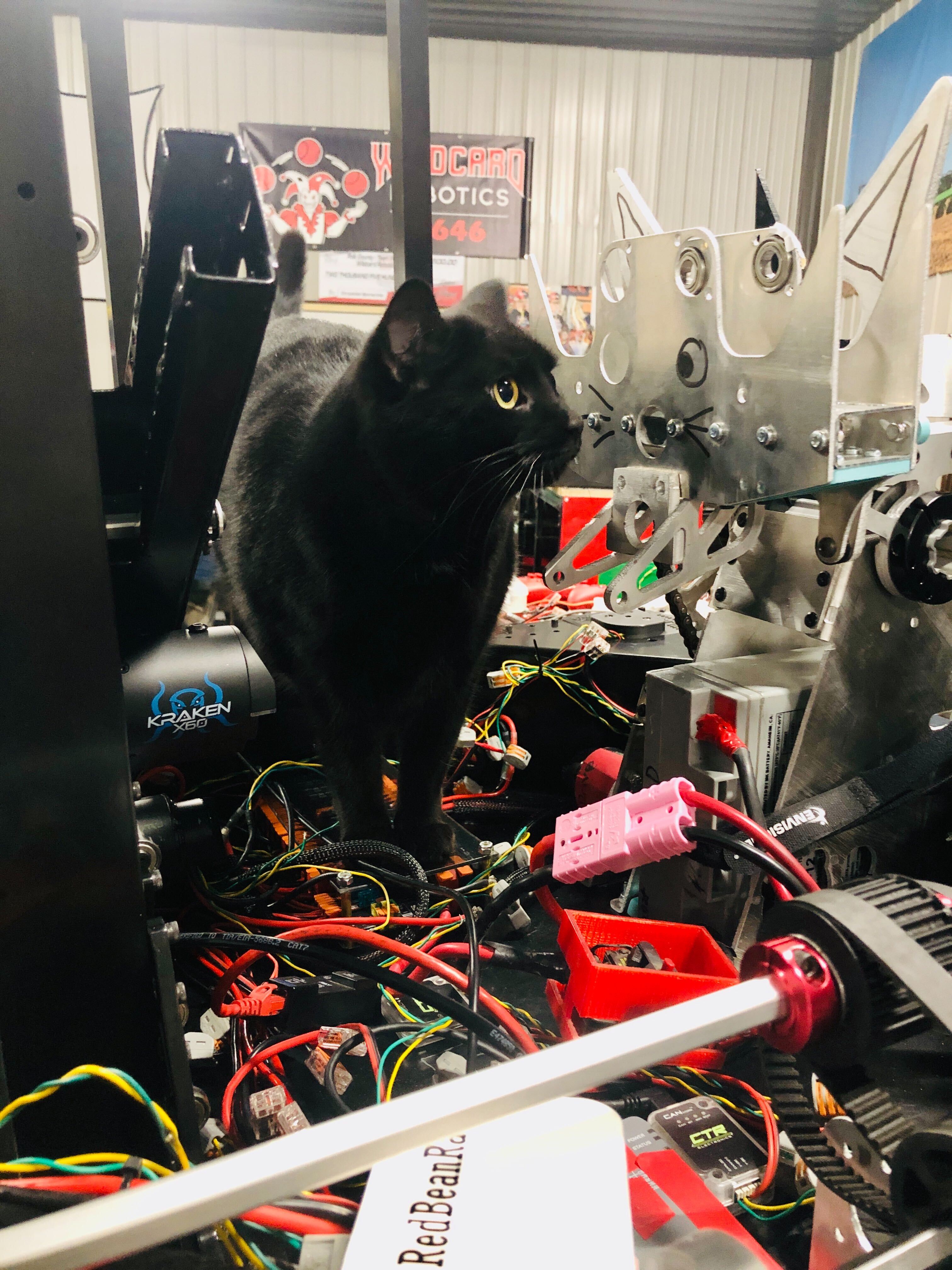 Bean in Alpha Bot