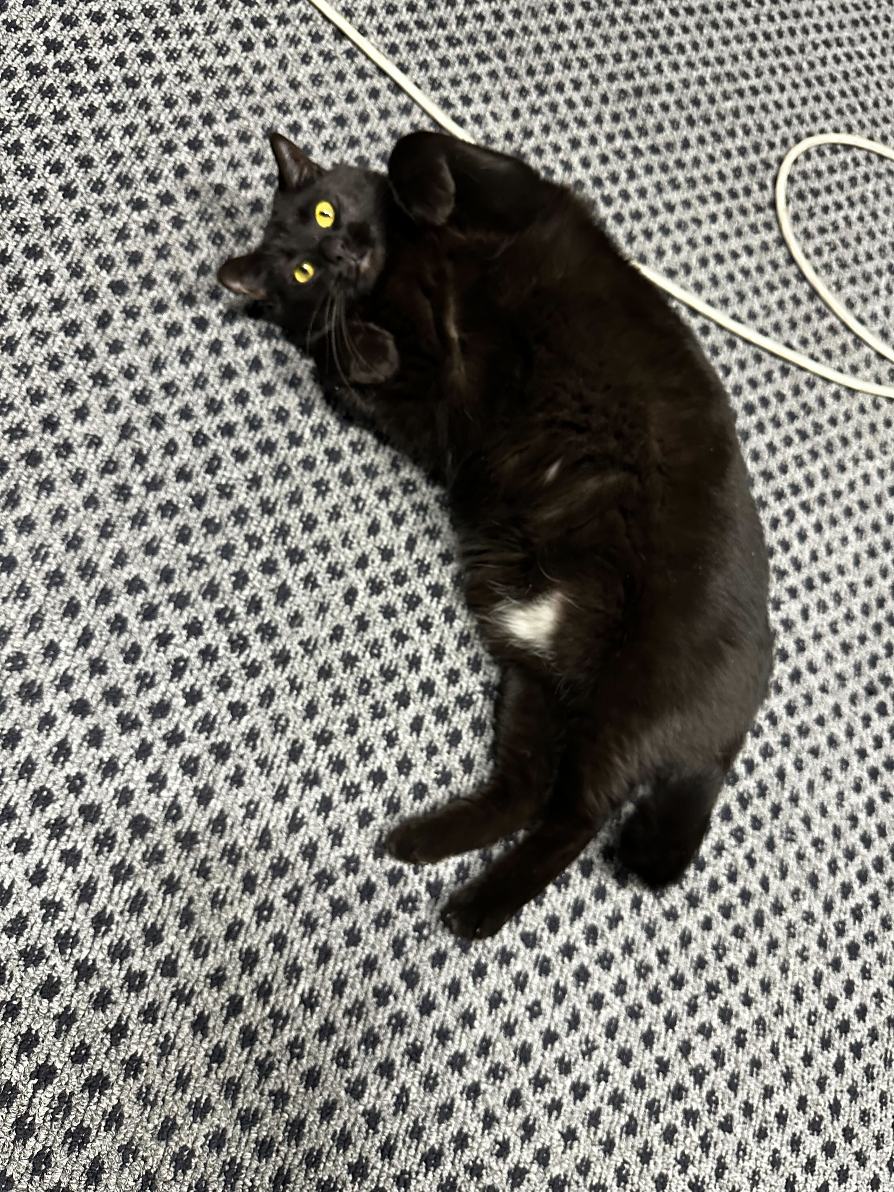 Bean sitting