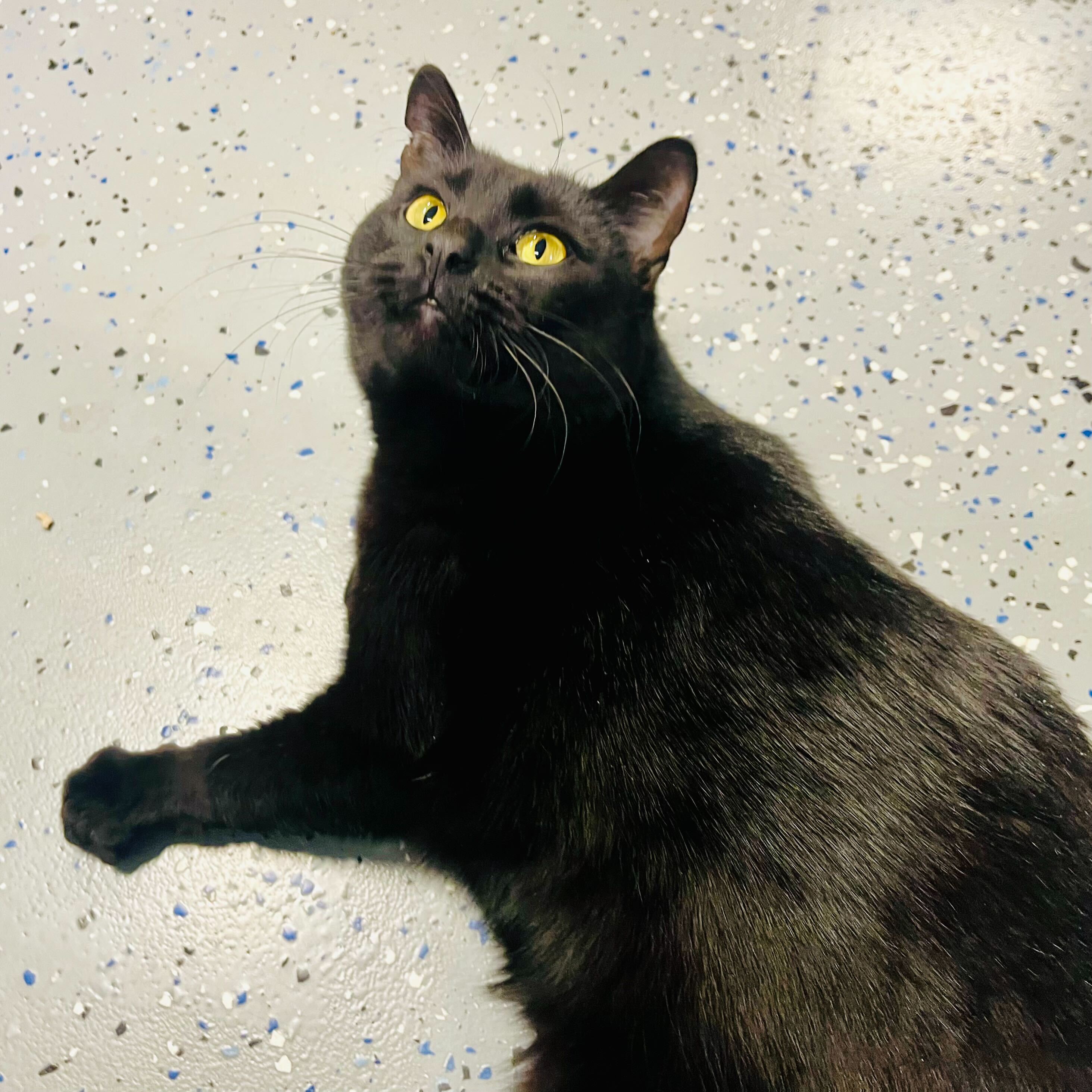 bean looks up